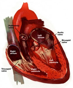 heart-lores-labeled