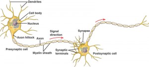 neuron_structure