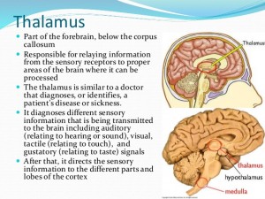 The Thalaumus