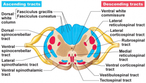 Ascending and descending tracts of the nervous system.