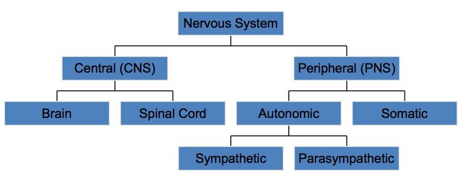 The structure of the nervous system